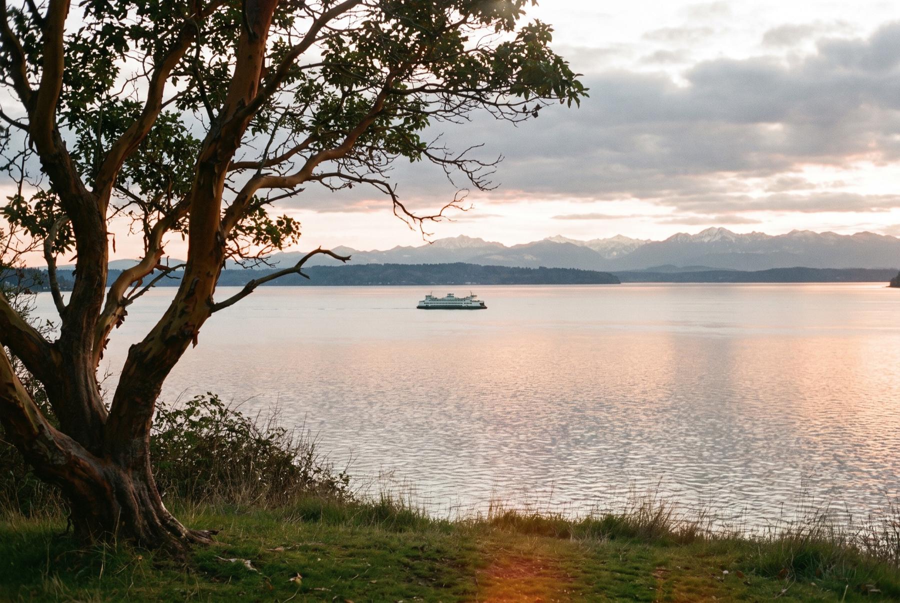A madrona tree framing a view across Puget Sound to snow-topped mountains at dusk, with a ferry crossing in the distance
